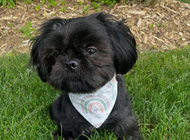 1 Year Old Shih Tzu Male