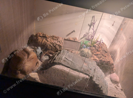 I have 2 leopard geckos for sale