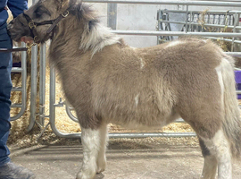 Gorgeous SPSBS reg filly