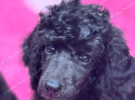 Standard poodles Fully health tested