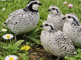 Snowflake Bobwhite Quail Hatching Eggs