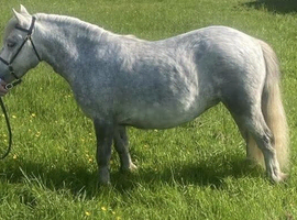 Registered Shetland mare