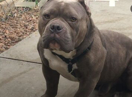 Blue pocket bully