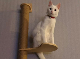 Rehoming my sweet boy