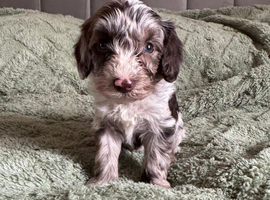 Cockapoo puppies. Super cute. Various colours