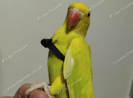 Tame Baby mutation Ringneck