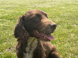 Lovely cocker dog looking for loving home