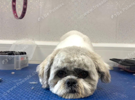 For sale Shih Tzu
