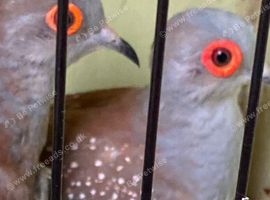 Diamond Doves ready now