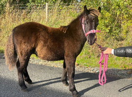 Registered standard Shetland colt
