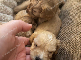 Stunning cockapoo puppies available beginning of August