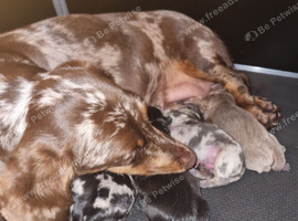Miniature Dachshund