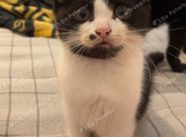 Black and white kitten
