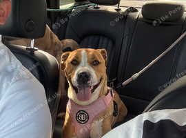 American bulldog