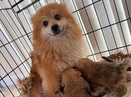Adorable Pomapoo Puppies &ndash; 8 Weeks Old & Ready for Their Forever homes