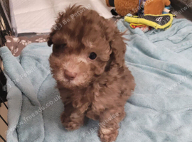 Asian toy poodles