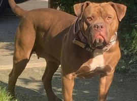 Dogue de Bordeaux