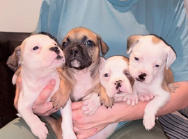 gorgeous rare French American Bulldogs