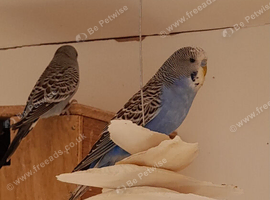 This year's budgies