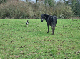 Field Wanted To Rent