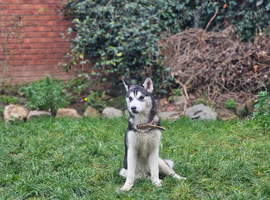 female husky puppy 12months