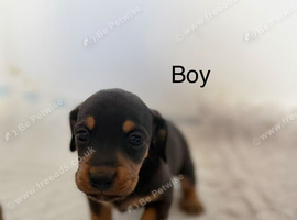 Jack Russell x dachshund puppies ready soon