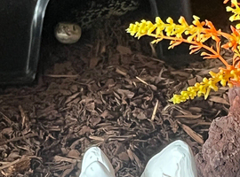 Bull snake
