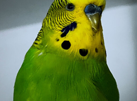 4 Budgies and cage + food and accessories