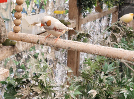 Zebra finches lots available