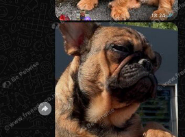 French bulldog