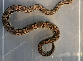 Dumeril Boas