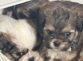 3 Gorg Babies
