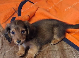 Tiny longhaired dachshunds