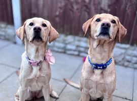 Labrador puppies