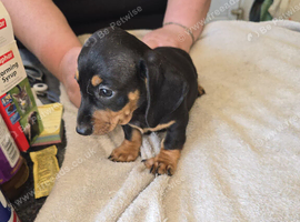 Miniture  dachound  puppies