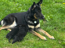 German shepherd puppies