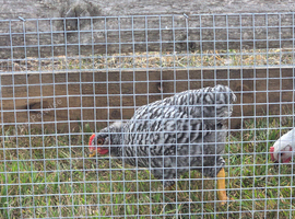 Free Roosters!