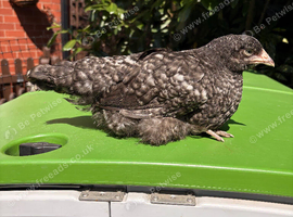 Cuckoo Maran growers (Unsexed) &ndash; 2 Available