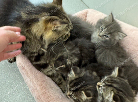 Persian kittens x