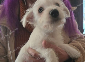 West H Terrier Female