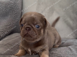 Pug Puppies