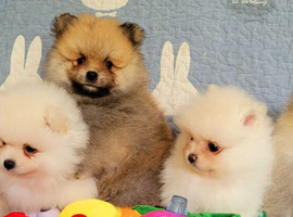 Pomeranian puppies KC registered for sale
