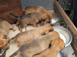 Plummer cross lakeland  terrier puppy's
