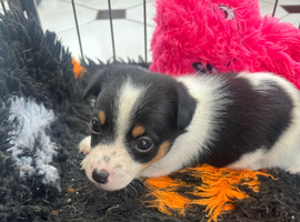 Traditional Mini Jack Russell pups