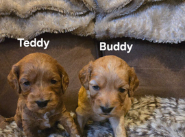 Gorgeous show toy cockapoo puppy