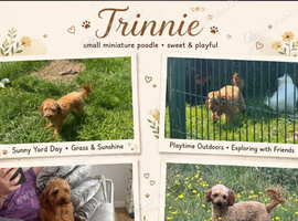 Trinnie is a loving small red poodle