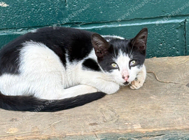 Beautiful boy kitten
