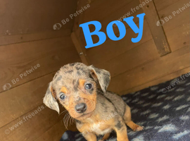 Parson Russell terrier cross chihuahua puppys for sale