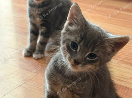 Mainecoon Cross kittens Ready Now