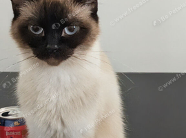 Chocolate colour point ragdoll female
